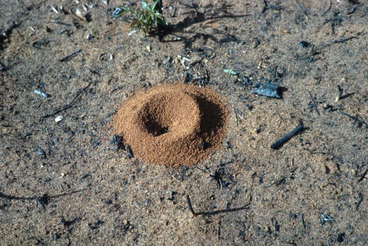 Een mierenkrater, de toegang tot het mierennest.