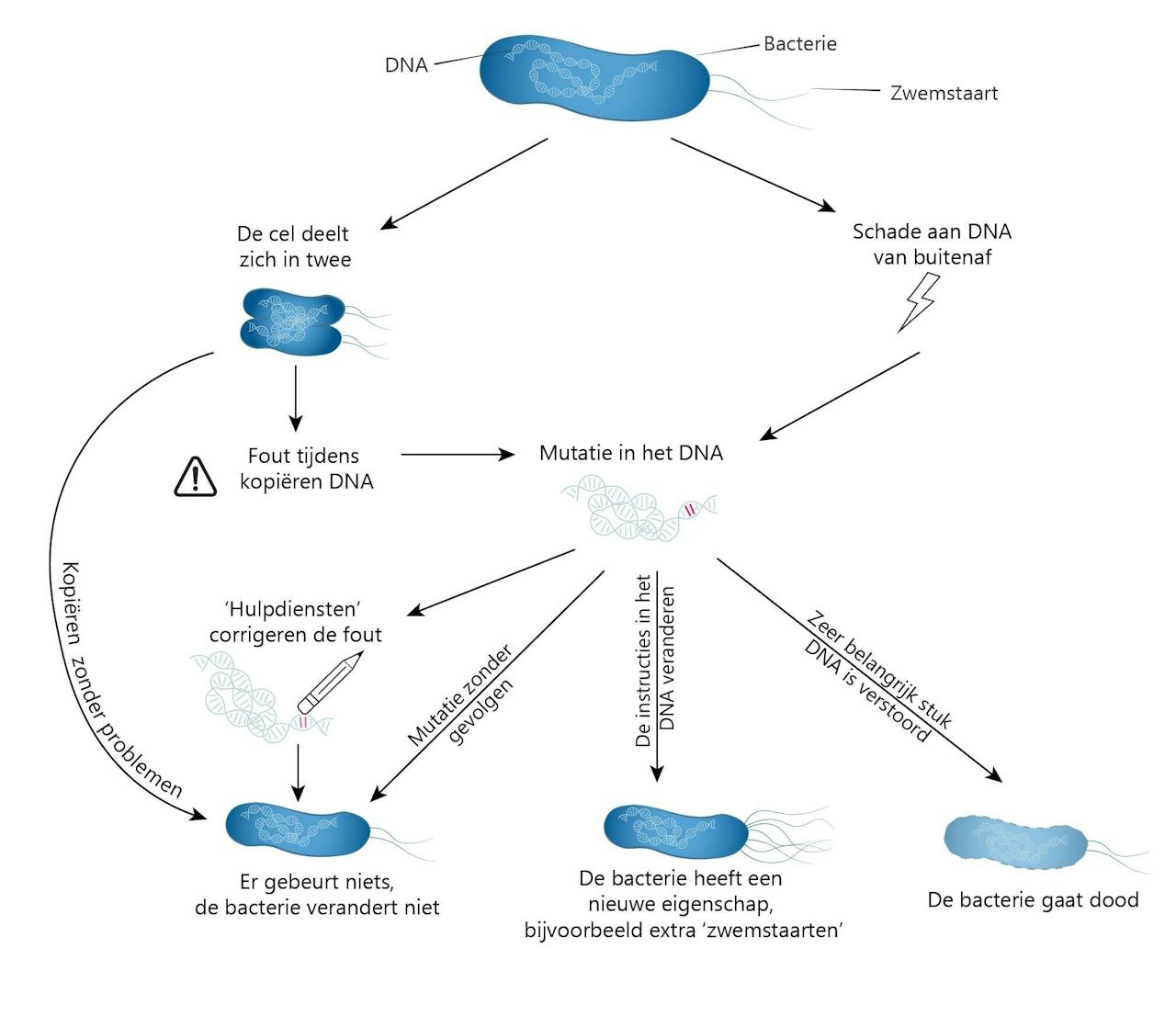 Een diagram dat het proces van DNA-mutaties toont.