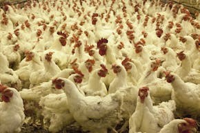 Een grote groep kippen in een schuur.