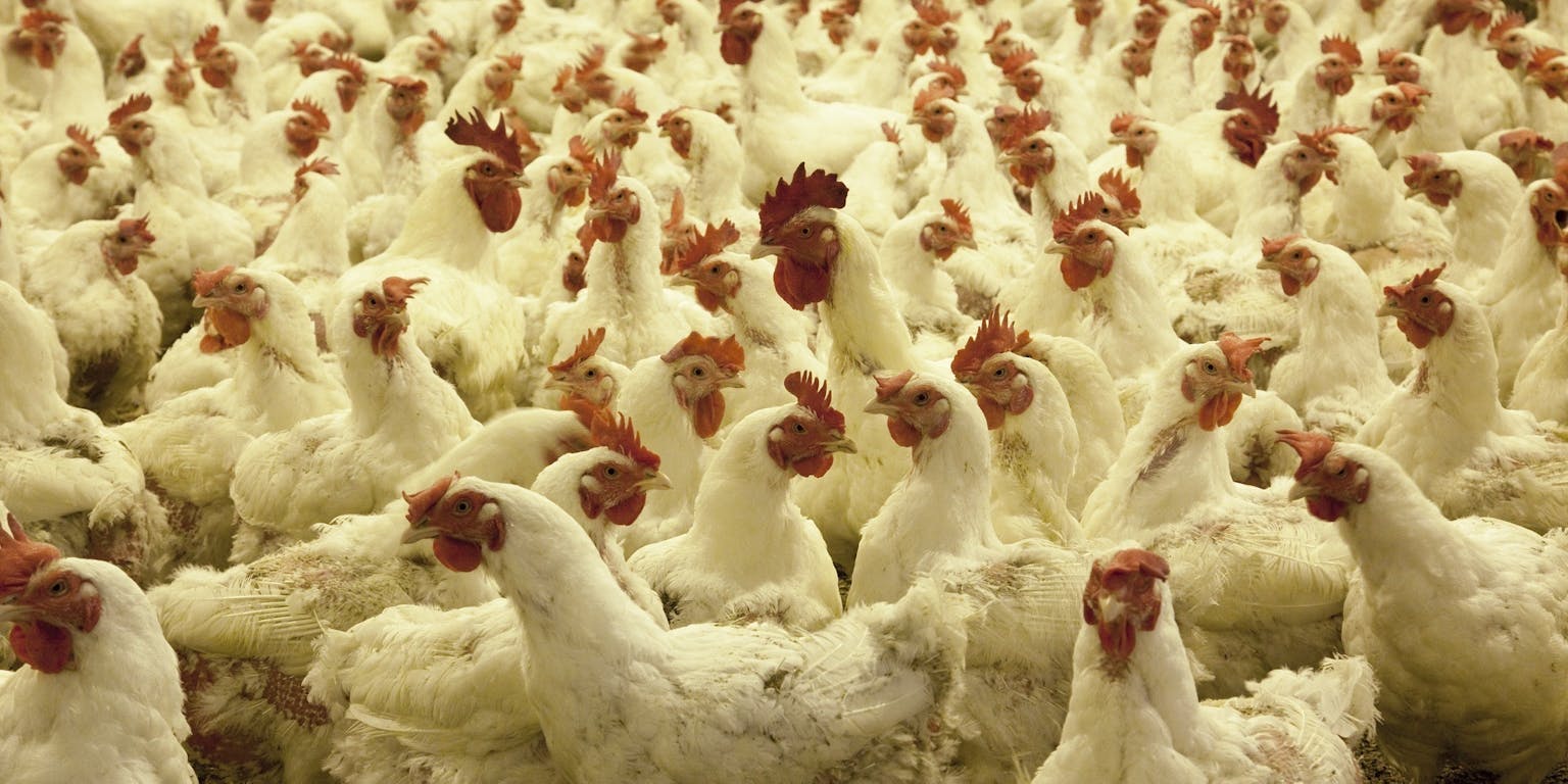 Een grote groep kippen in een schuur.