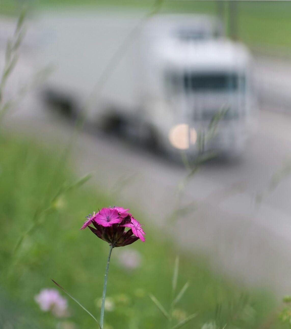 Paarse bloem in de berm langs een snelweg, op de achtergrond rijden onscherp een vrachtauto en een busje