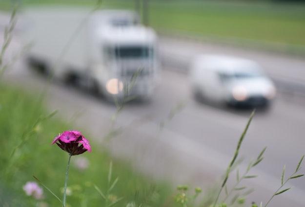 Paarse bloem in de berm langs een snelweg, op de achtergrond rijden onscherp een vrachtauto en een busje