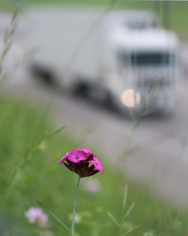 Paarse bloem in de berm langs een snelweg, op de achtergrond rijden onscherp een vrachtauto en een busje Paarse bloem in de berm langs een snelweg, op de achtergrond rijden onscherp een vrachtauto en een busje
