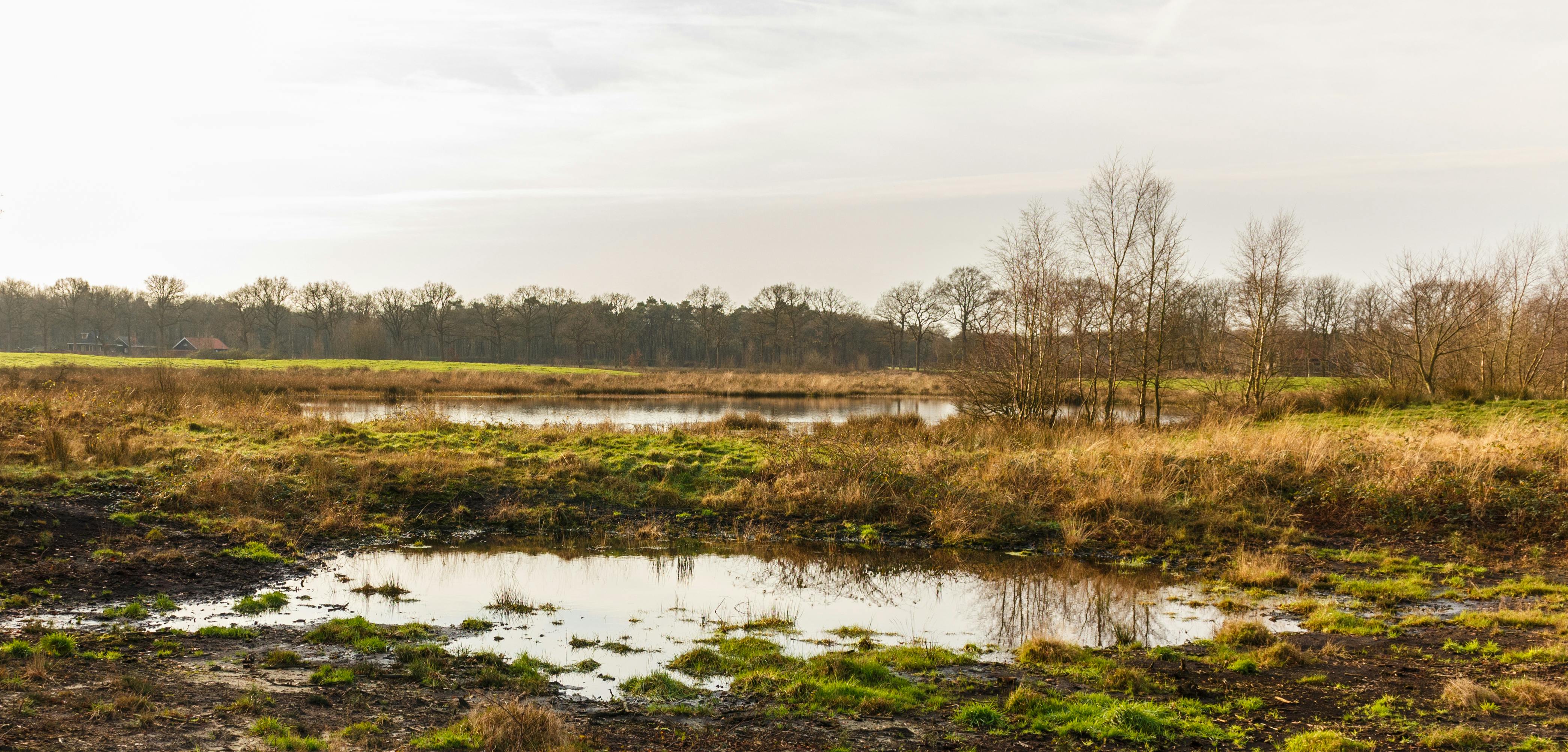 Een natuurgebied met veel water en bomen.