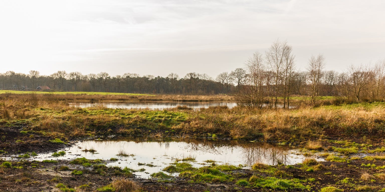 Een natuurgebied met veel water en bomen.