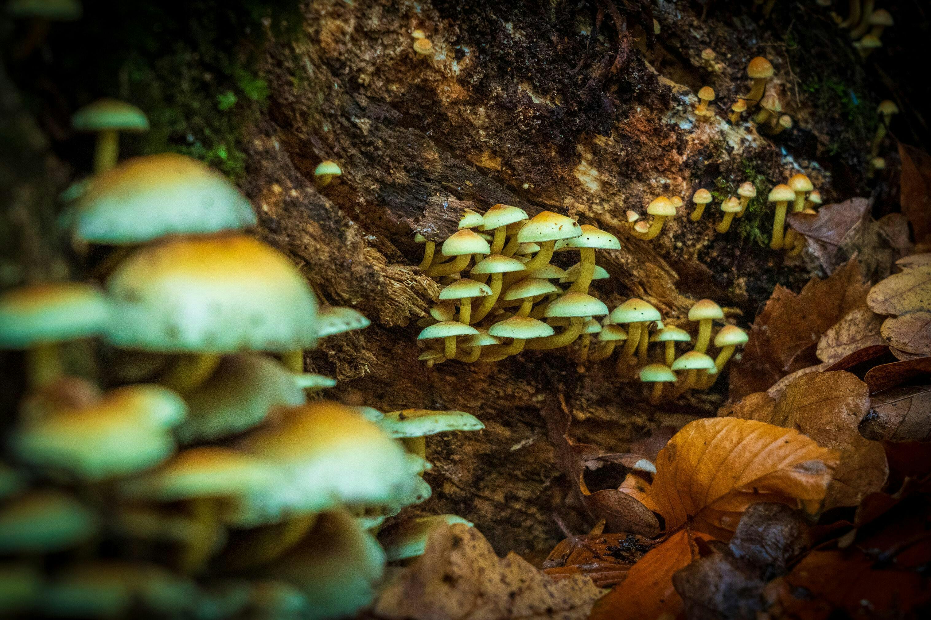 Paddestoelen in het bos