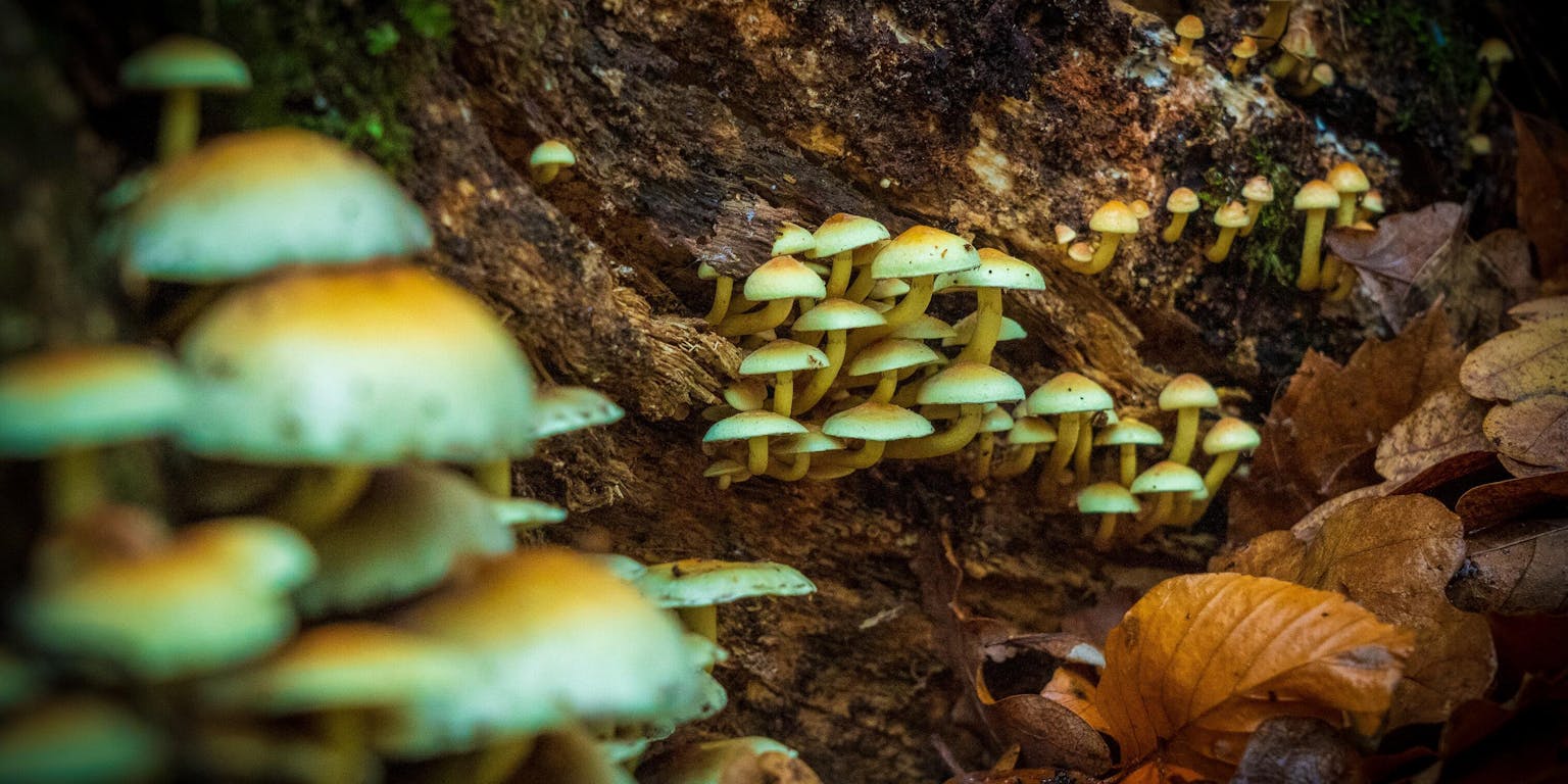 Paddestoelen in het bos