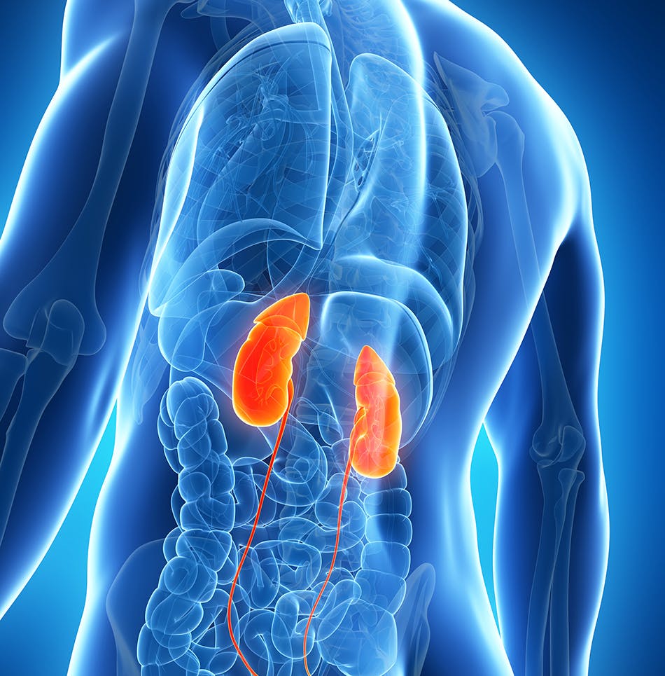 De nieren van een man worden weergegeven in een 3D-afbeelding.