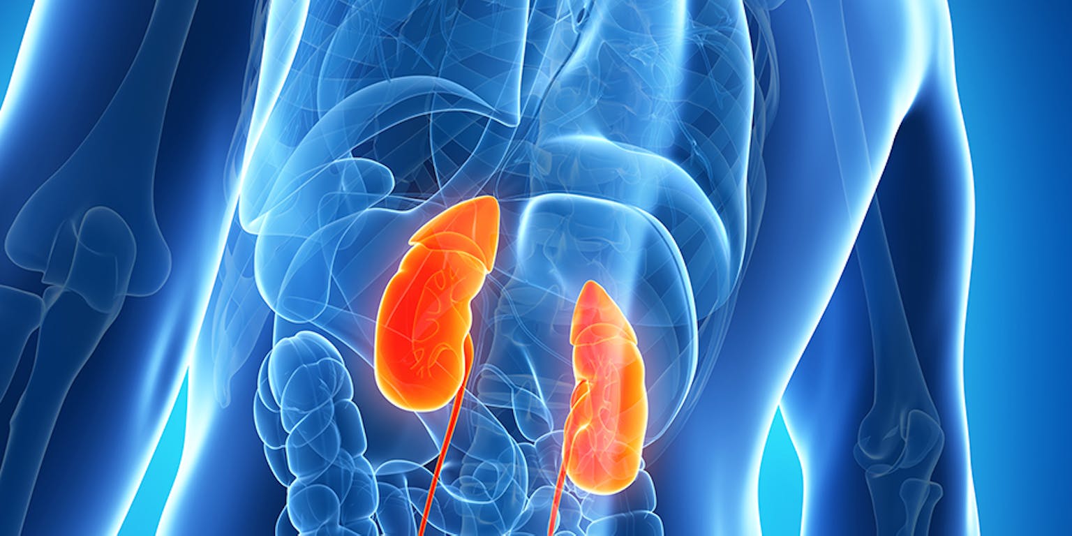 De nieren van een man worden weergegeven in een 3D-afbeelding.