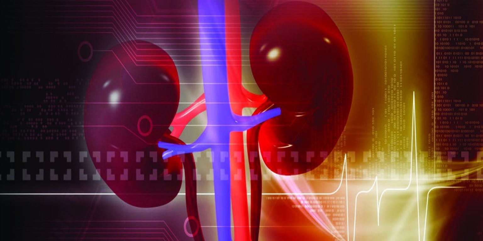 Een afbeelding van twee nieren op een computerscherm.