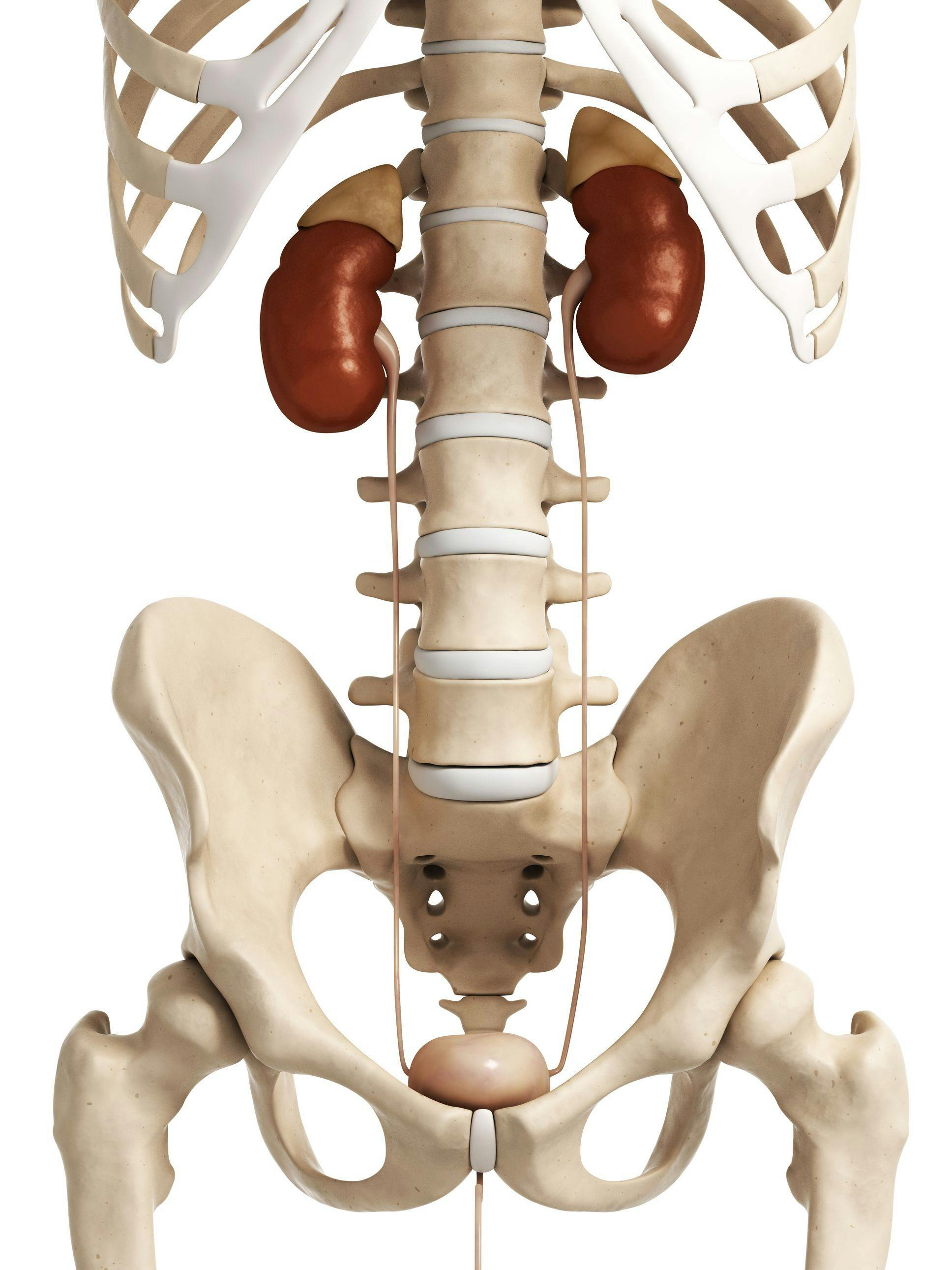 Een skelet met nieren erop.