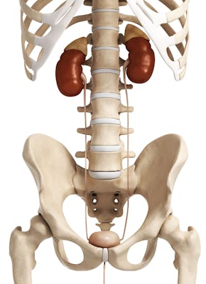 Een skelet met nieren erop.