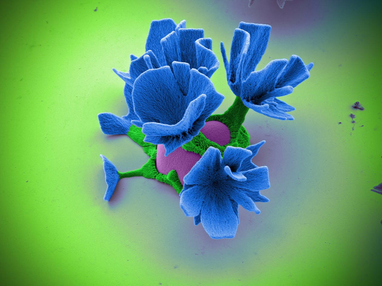 To make these architectures, we start by growing a coral structure (red). We then nucleate the green stems inside the cavities of the coral structure. While the stems are growing, we open them with a CO2 pulse (purple). (False colored SEM image)
Complexe microstructuur in de vorm van een bloemetje. Het is slechts een paar honderdste millimeter groot.