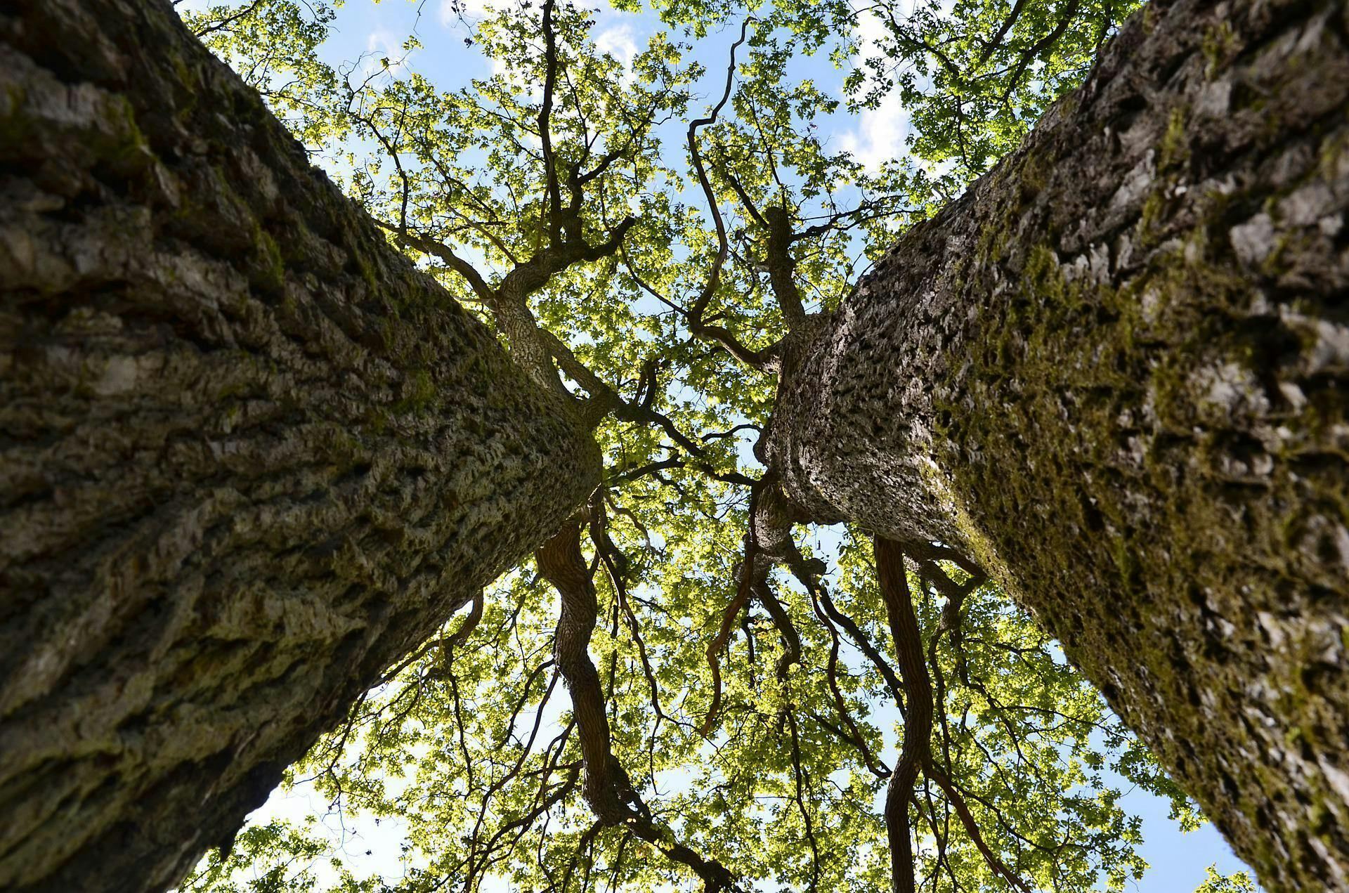 Opkijkend langs twee bomen