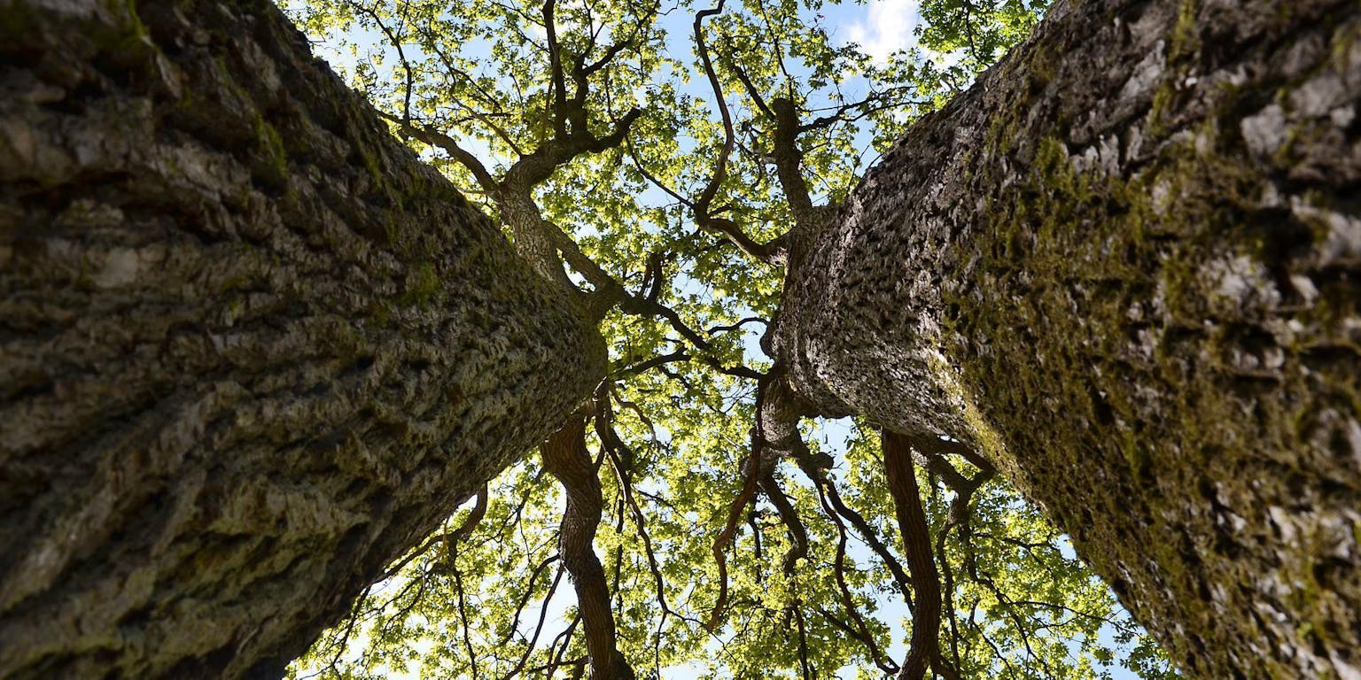 Opkijkend langs twee bomen