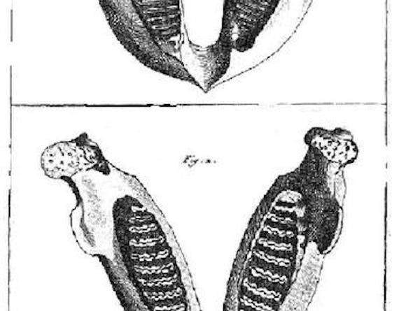 Tekening van een kaak van een olifant en een kaak van een mammoet.