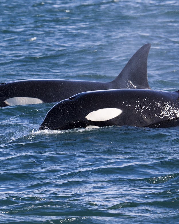 De meeste dieren overlijden snel als ze eenmaal onvruchtbaar zijn geworden. De orka is een van de weinige diersoorten die net als de mens een menopauze kent. Twee orka's komen net boven het wateroppervlak van een zee uit.