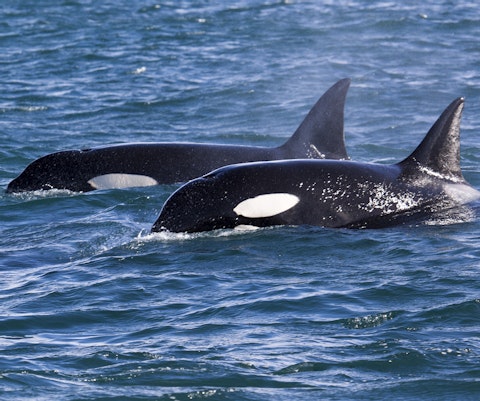 Twee orka's komen net boven het wateroppervlak van een zee uit.