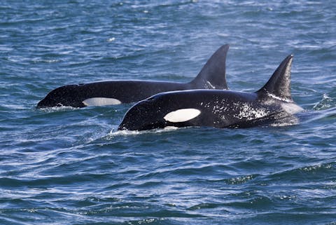 De meeste dieren overlijden snel als ze eenmaal onvruchtbaar zijn geworden. De orka is een van de weinige diersoorten die net als de mens een menopauze kent. Twee orka's komen net boven het wateroppervlak van een zee uit.
