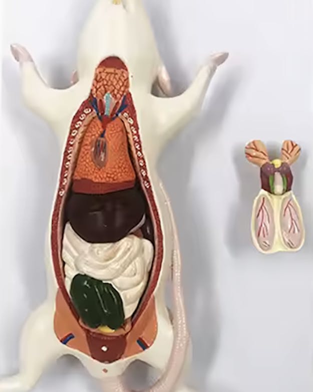 Tegenwoordig zijn er ook 'kunstratten' beschikbaar om bijvoorbeeld op te oefenen tijdens dissectiepractica. Plastic dissectiemodel van een rat