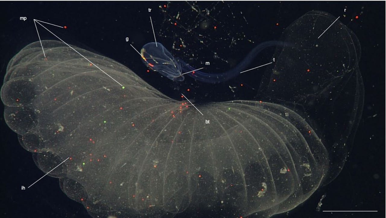 Een exemplaar van Bathochordaeus stygius, met onder zich het zelfgemaakte ‘schepnet’. In zijn natuurlijke leefgebied, Monterey Bay bij Californië, werd het gevoerd met gekleurde plastic bolletjes van minder dan een millimeter diameter. Het balkje rechtsonder is twee centimeter.