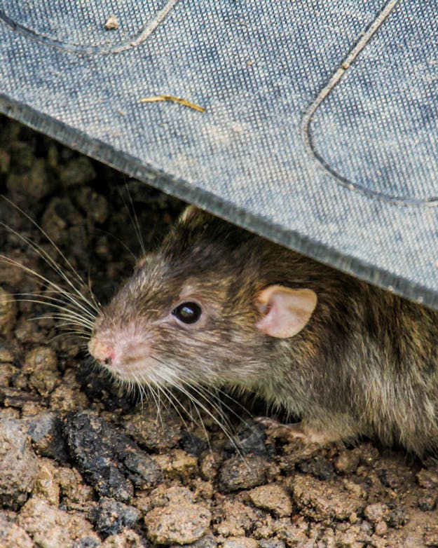Rat verstopt onder plaat Rat verstopt onder plaat
