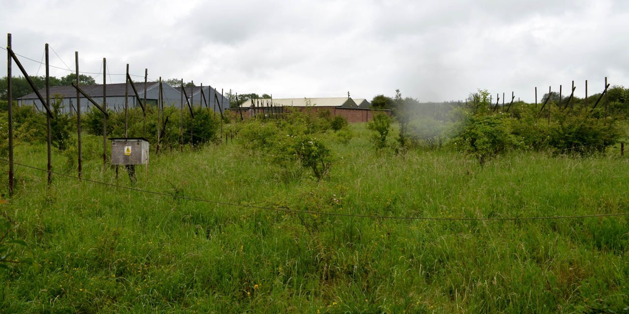 Wild begroeid terrein met hoog gras. Tussen de begroeiing zijn twee rijen houten palen met kabels te zien.