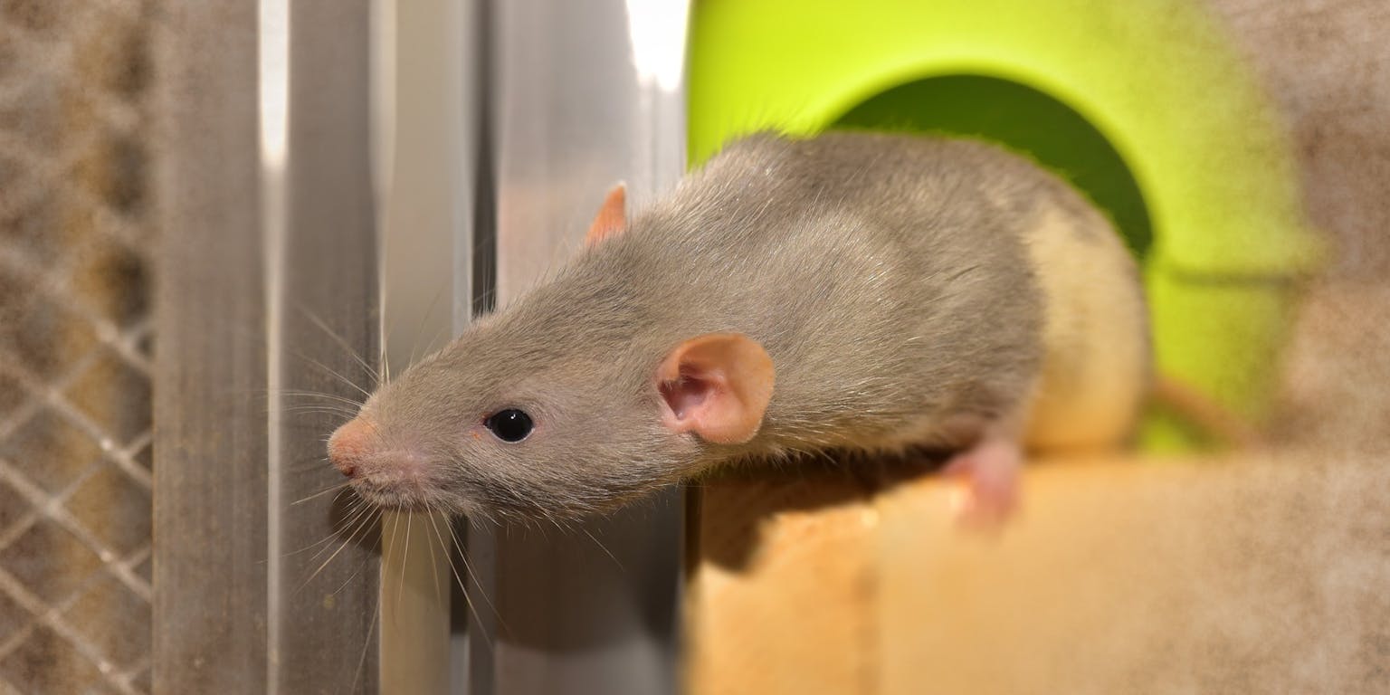 Een grijze rat die uit een metalen kooi gluurt.