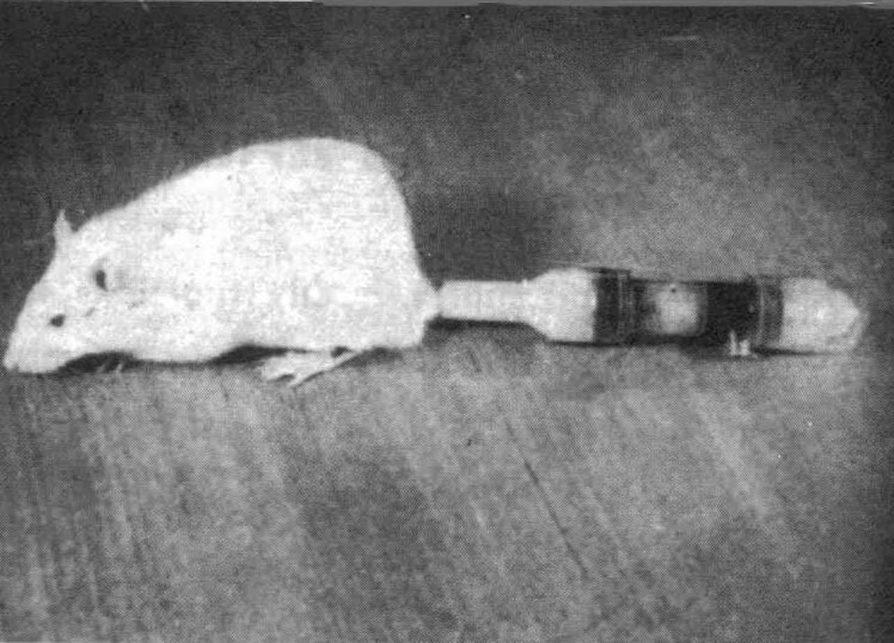 Zwartwitfoto uit 1960 van de witte rat met in zijn staart een pompje.
