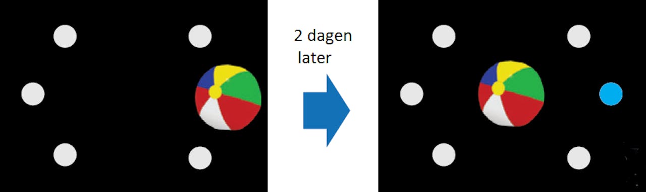 Proefpersonen kregen negentig van dit soort plaatjes te zien, waarvan ze moesten onthouden op welke positie het voorwerp staat. Bij de test twee dagen later kregen ze hetzelfde voorwerp in het midden van het plaatje te zien, en ze moesten aangeven wat de goede positie is (de blauwe stip geeft de juiste positie aan, maar die is uiteraard niet zichtbaar voor de proefpersoon).