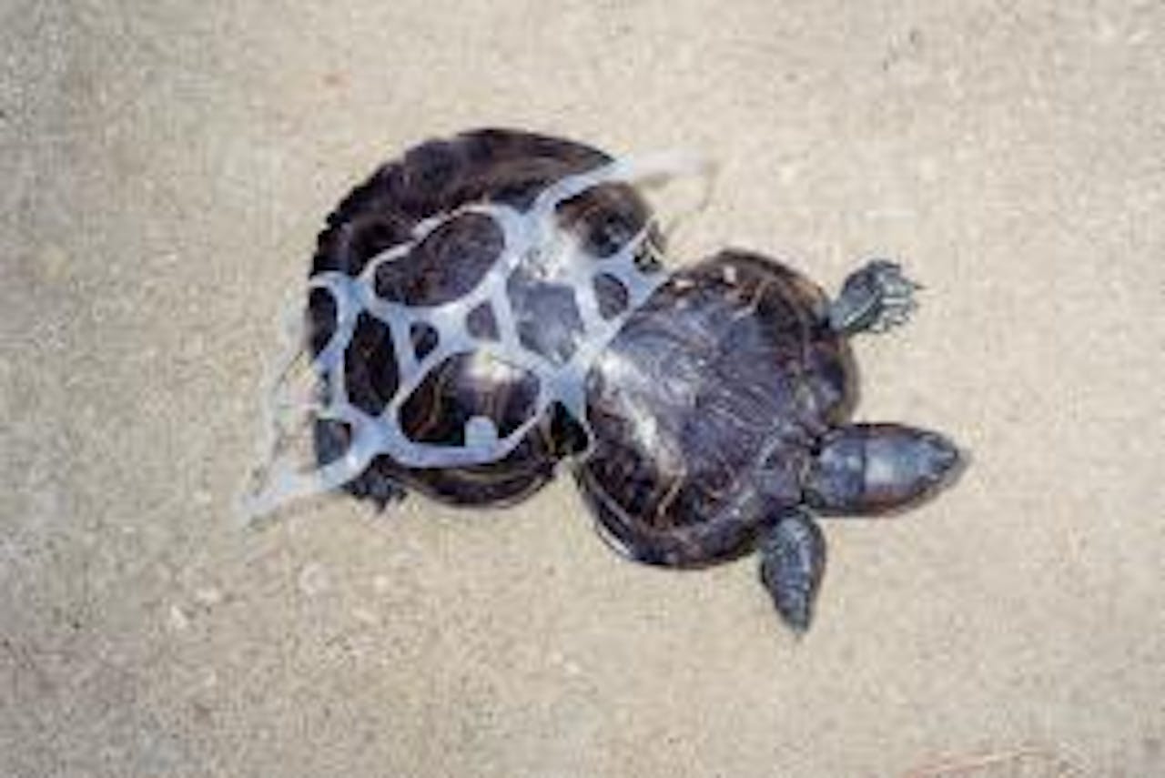 Een schildpad met een plastic sixpackring om zijn schild, waardoor het schild de vorm van een 8 heeft in plaats van een ovalen o.