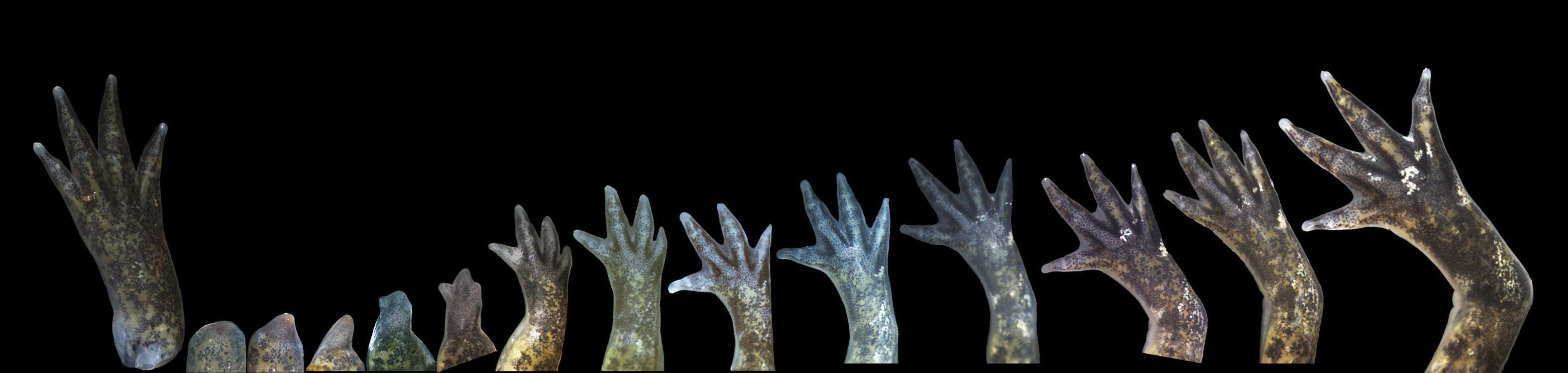 Poten van een salamander op een rij weergegeven.