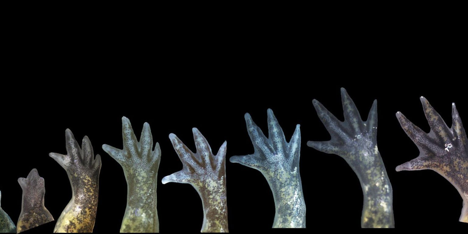 Poten van een salamander op een rij weergegeven.