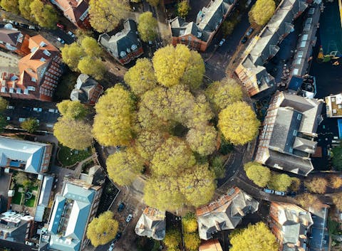 Bomen op een plein in Londen. Bomen op plein in Londen