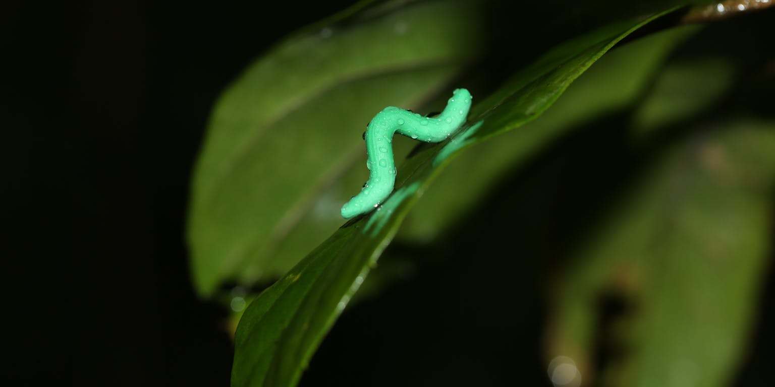 Een groene rups, zittend op een groen blad.