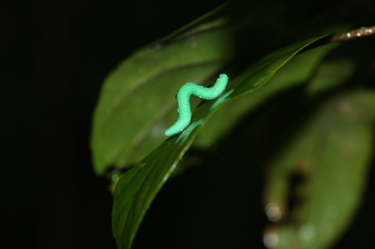 Een groene rups, zittend op een groen blad.