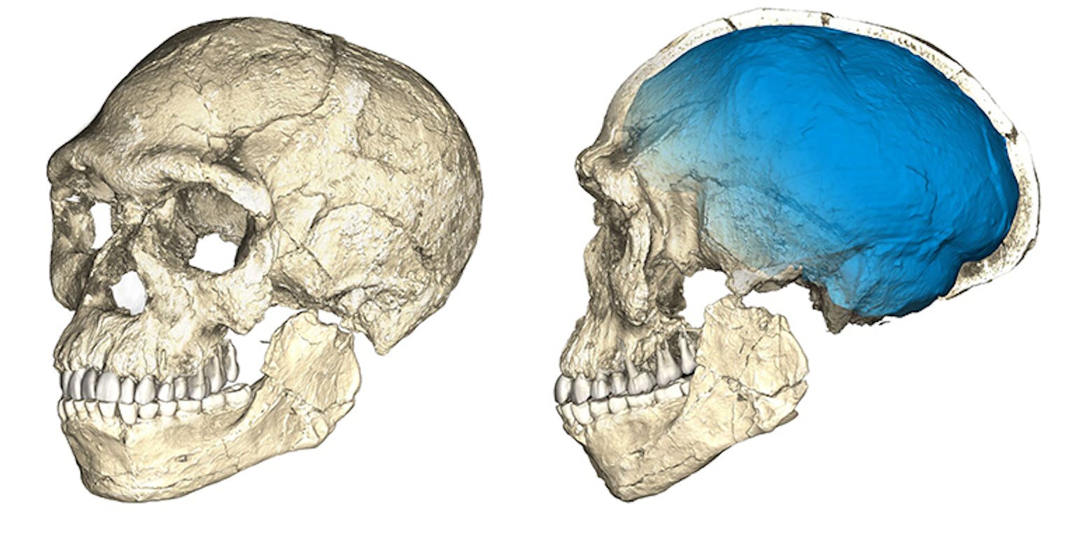 Reconstructie van schedel van de Homo sapiens uit Jebel Irhoud, gebaseerd op 3D-scans van een aantal van de fossielen.