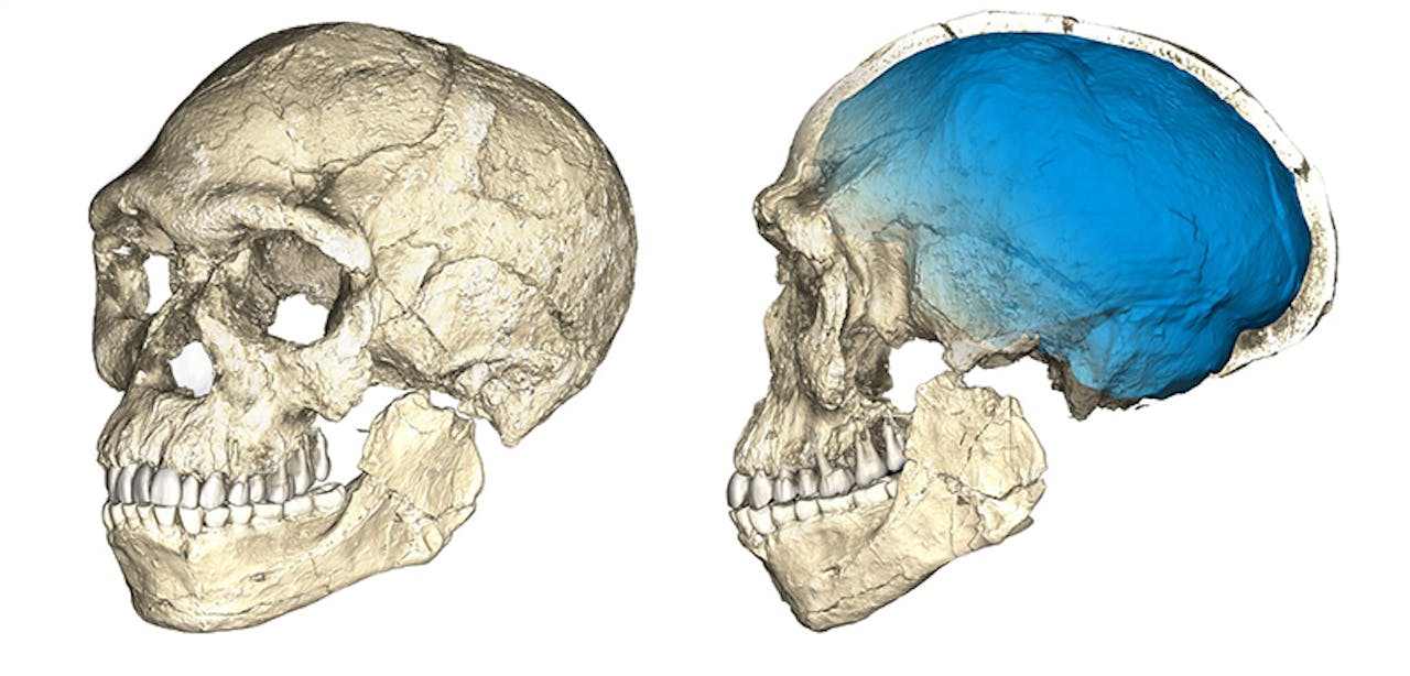 Reconstructie van schedel van de Homo sapiens uit Jebel Irhoud, gebaseerd op 3D-scans van een aantal van de fossielen.