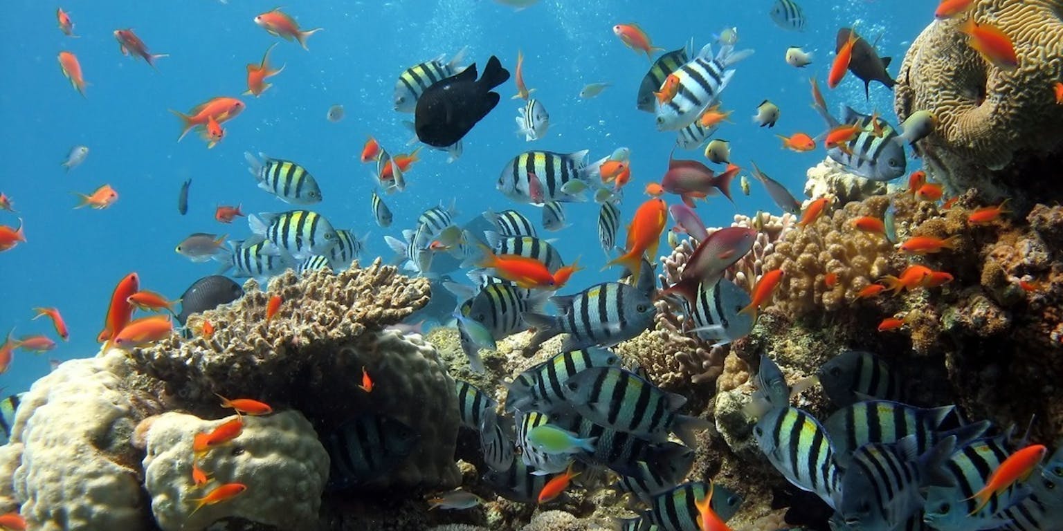 Een koraalrif met veel kleurrijke vissen en koralen.