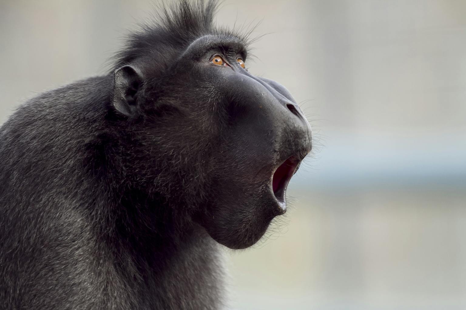 Een zwarte makaak met zijn mond open.