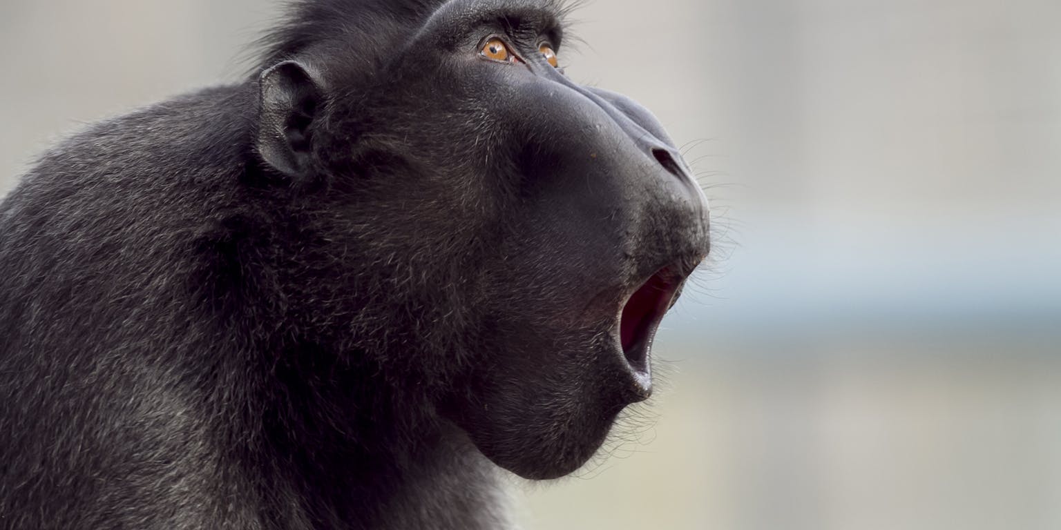 Een zwarte makaak met zijn mond open.