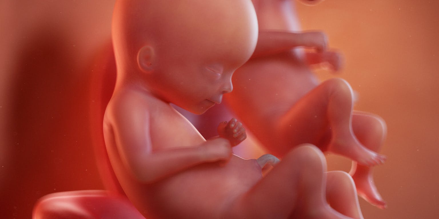 Twee babyfoetussen in de baarmoeder.