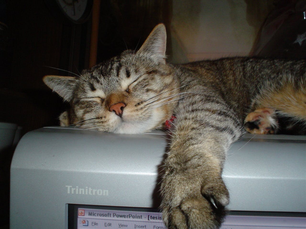 Een kat die bovenop een computer slaapt.