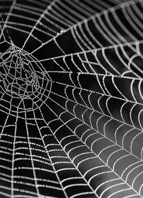 Een zwart-witfoto van een spinnenweb.