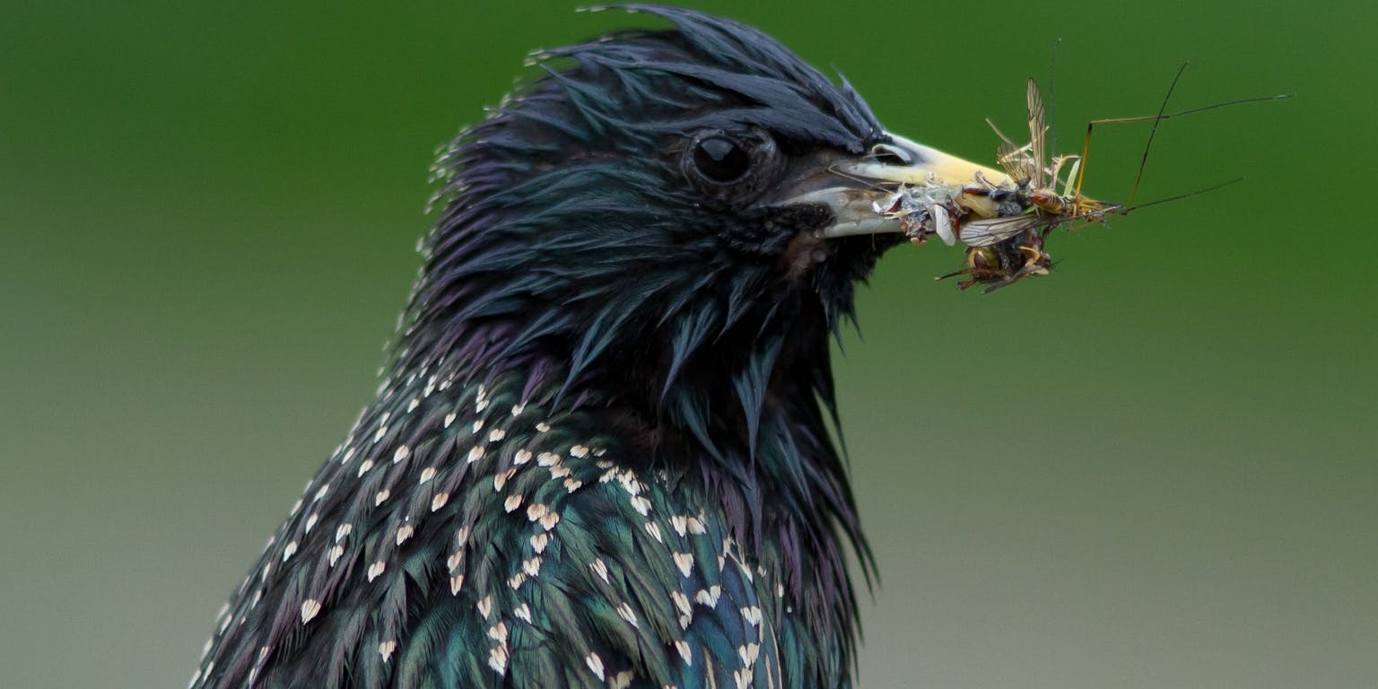 Een spreeuw met een vlieg in zijn bek.