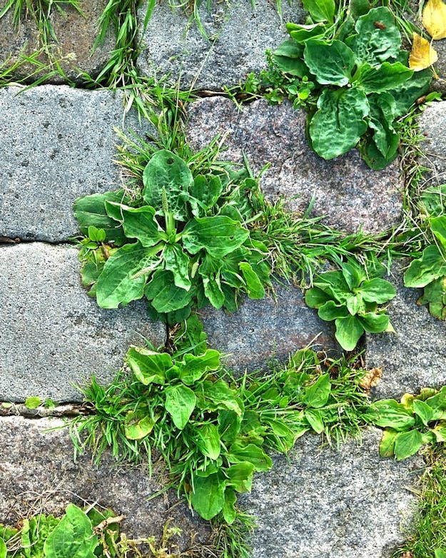 De tegels uit je tuin halen zou je als een micro-rewildingactie kunnen beschouwen, als je het daarna natuurlijker laat ontwikkelen. Van bovenaf gefotografeerde kasseien waartussen stoepplantjes groeien