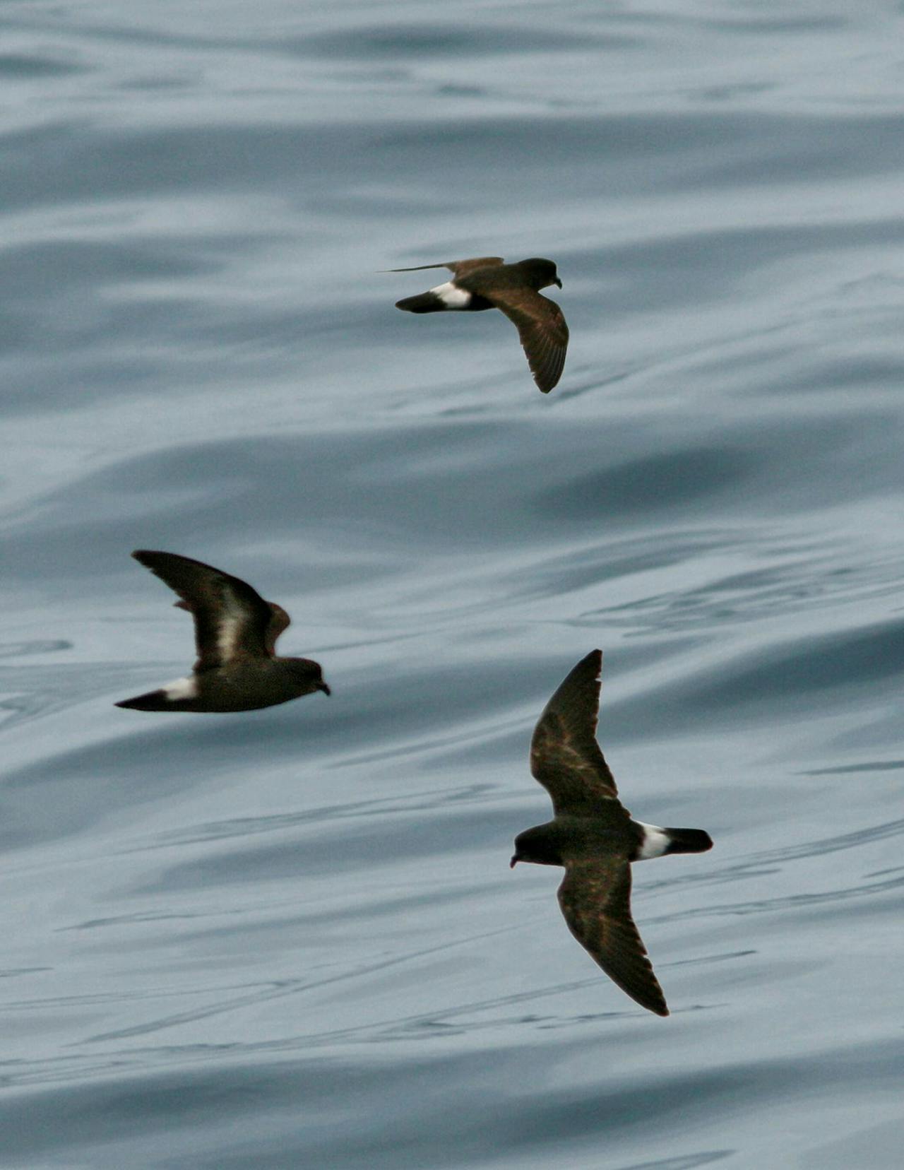 Een groep stormvogels vliegt over het water.