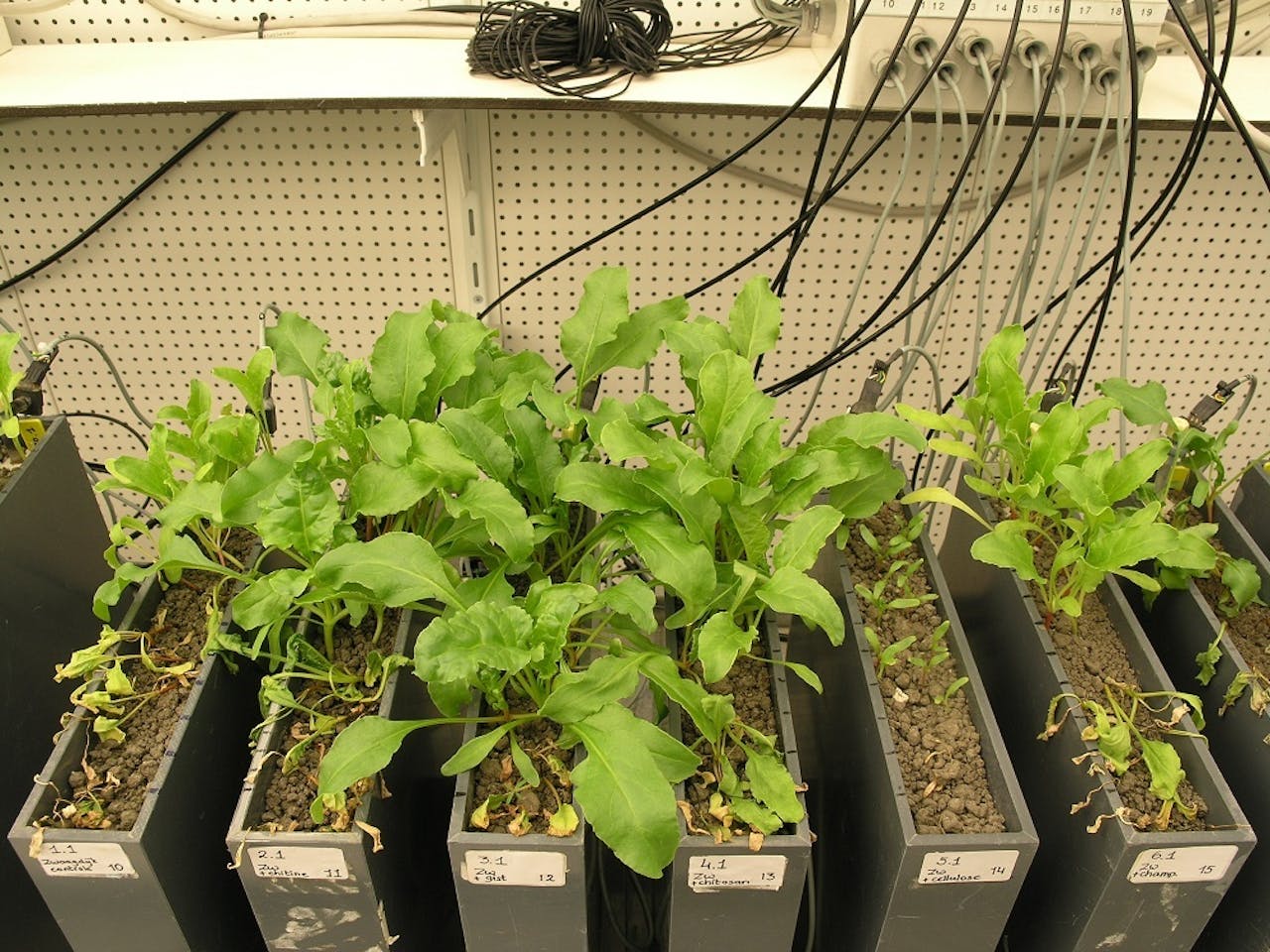 Experiment met suikerbietengroei in een klimaatcel, in bodems die zijn aangerijkt met verschillende organische reststoffen.
