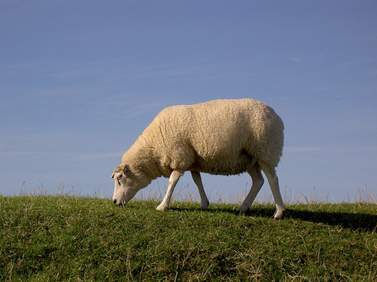 Op een met gras begroeide heuvel graast een schaap.