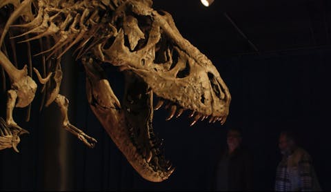 Skeletten van de T. rex of andere dino’s zijn voor sommigen een statussymbool Kop van een T. rex-skelet tegen een zwarte achtergrond